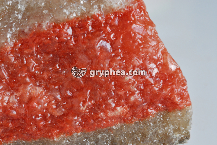 Potasse (sylvinite) détail - gryphea.org